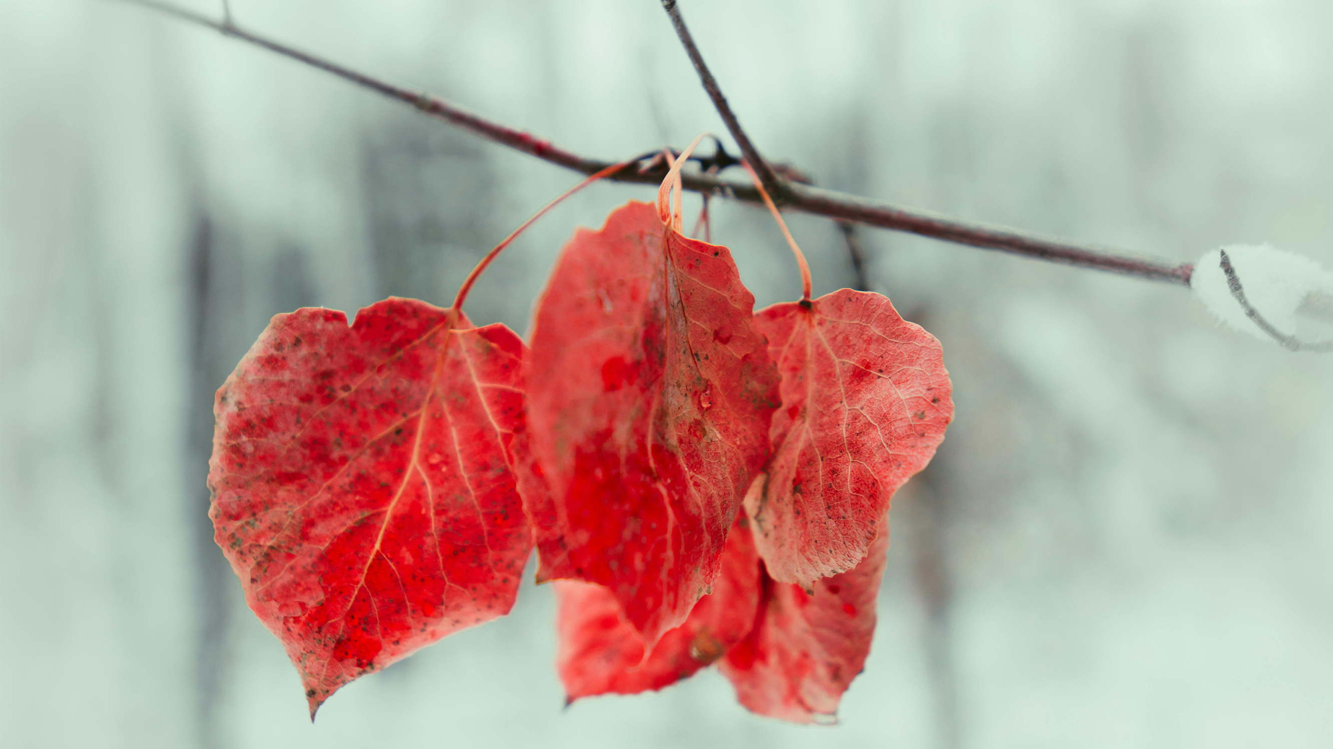 5 rot verfärbte Blätter an einem Ast, dahinter leicht verschwommene winterlandschaft